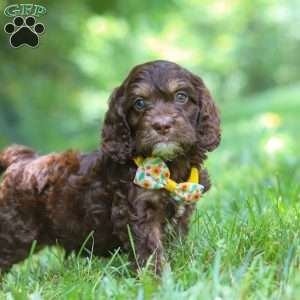 Bear, Cockapoo Puppy
